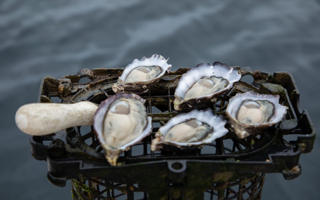 Tasmanian oysters to leave their mark with AMGC funding